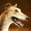 GreyhoundDogSimulator游戏 VGreyhoundDogSimulator1.0.8 安卓版