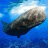 抹香鲸模拟器游戏 V1.0.3 安卓版