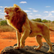 狮子王模拟器V1.0.1