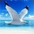 海鸥模拟器 V1.2.1